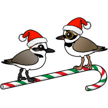 Santa Plovers