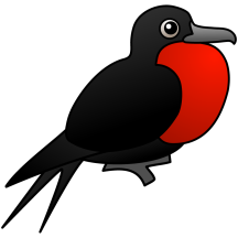 Magnificent Frigatebird
