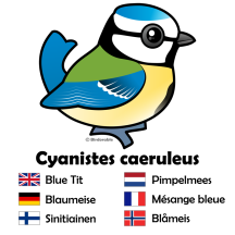 Blue Tit International