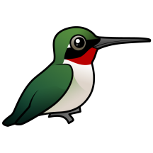 Ruby-throated Hummingbird
