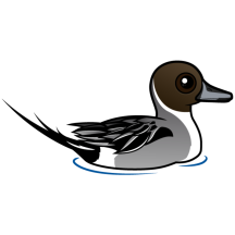 Northern Pintail