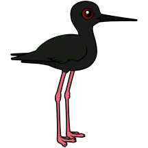 Black Stilt