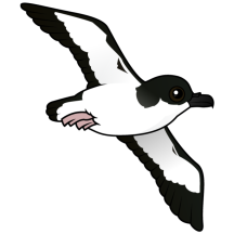 Newell's Shearwater