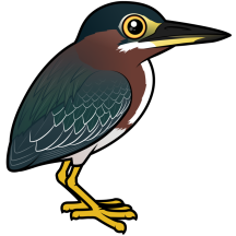 Green Heron