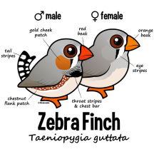 Zebra Finch Statistics
