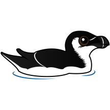 Swimming Razorbill, non-breeding