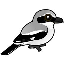 Northern Shrike