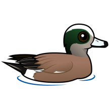 American Wigeon
