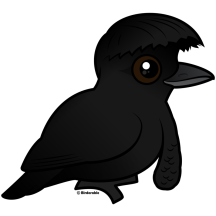 Long-wattled Umbrellabird