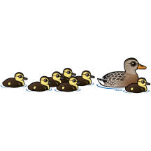 Mallard & seven ducklings