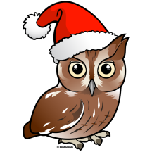Eastern Screech Owl Santa