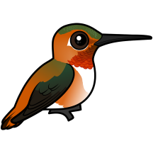 Perched Rufous Hummingbird