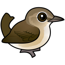 Garden Warbler