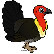Australian Brushturkey