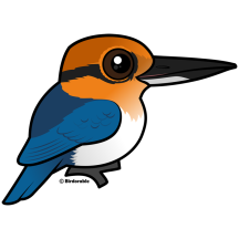 Guam Kingfisher