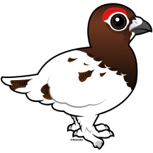 Willow Ptarmigan, summer male