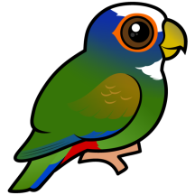 White-crowned Parrot
