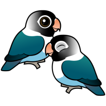 Blue Masked Lovebirds Adorable Pair
