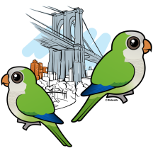 Brooklyn Monk Parakeets