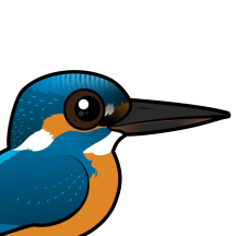 Kingfishers & Friends