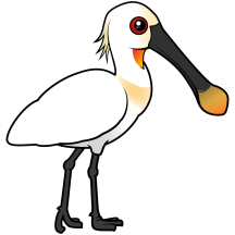 Eurasian Spoonbill