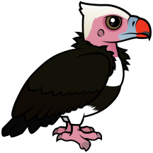 White-headed Vulture