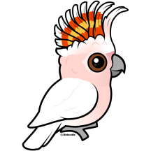 Pink Cockatoo