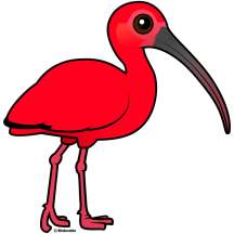 Scarlet Ibis
