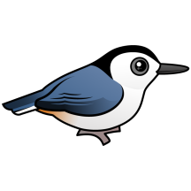 White-breasted Nuthatch