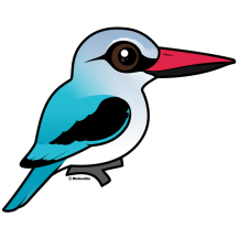 Woodland Kingfisher