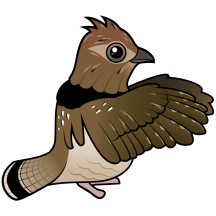 Ruffed Grouse (drumming)