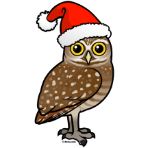 Santa Burrowing Owl