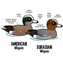 Wigeon vs Wigeon
