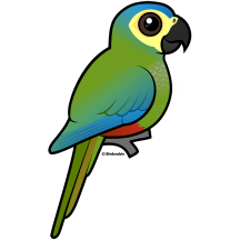Red-bellied Macaw