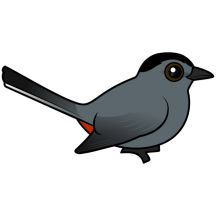 Gray Catbird