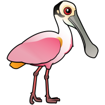 Roseate Spoonbill