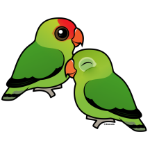 Abyssinian Lovebird Adorable Pair
