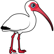 White Ibis