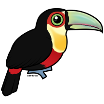 Red-breasted Toucan