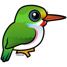 Cuban Tody