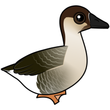 Swan Goose