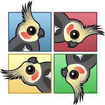 Four Color Cockatiel