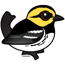 Golden-cheeked Warbler