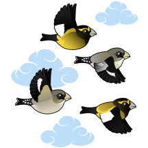 Evening Grosbeaks in flight