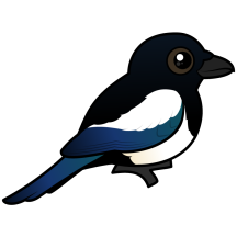 Black-billed Magpie