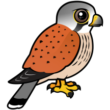 Common Kestrel
