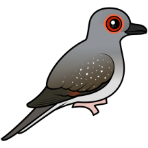 Diamond Dove