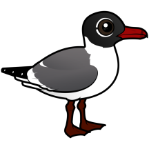 Laughing Gull