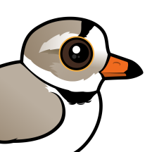Plovers & Shorebirds