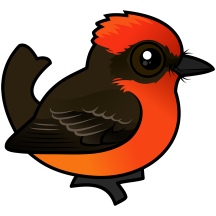 Vermilion Flycatcher
